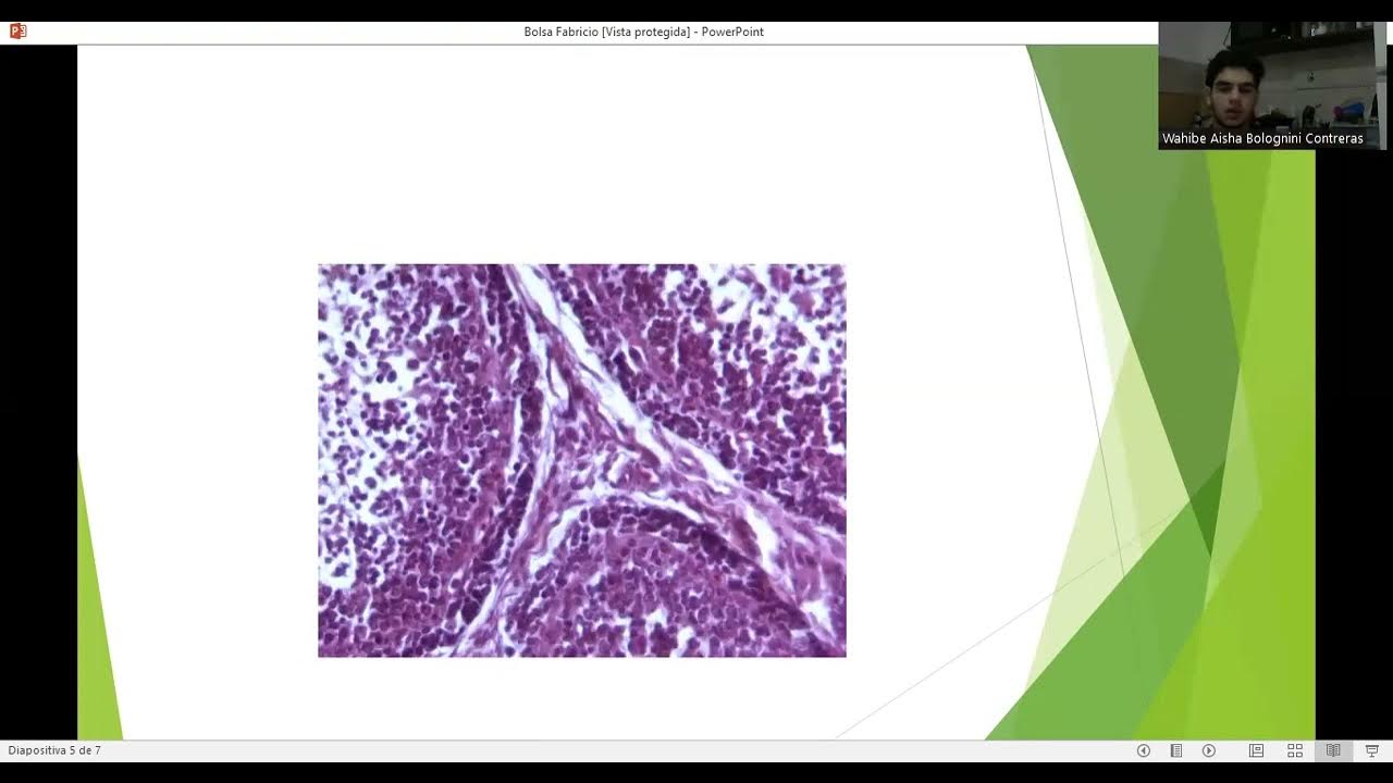 bolsa de Fabricio YouTube