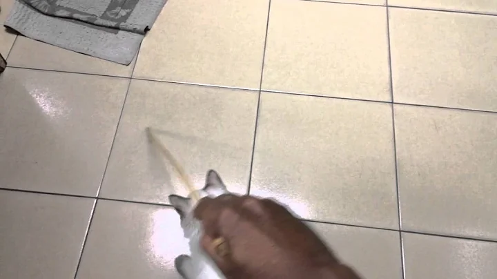 Watch the video about Persian mix siamese 3 mths old