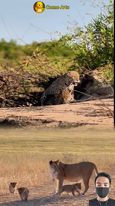KEREN! DUA MACAN TUTUL KETEMU EMPAT SINGA #animals #shorts