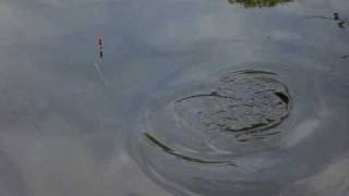 Lymm Anglers - Village Pool