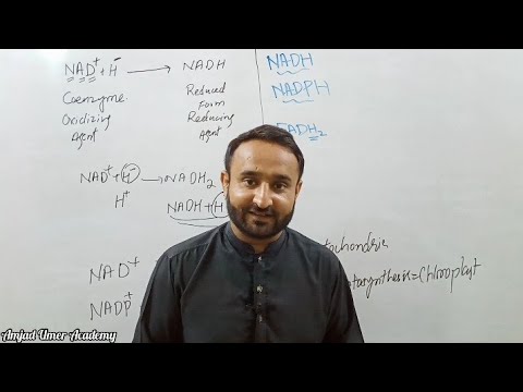 वीडियो: क्या nadh और fadh2 कोएंजाइम हैं?