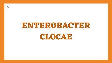 Enterobacter cloacae causes nosocomial infections (resp. & urinary) | Enterobacteriaceae member