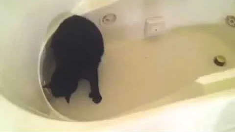 Ted Tries for Tail in Tub!