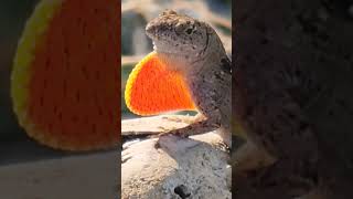 Brown anole lizard displaying throat patch!