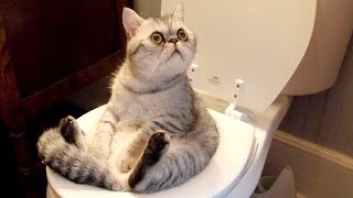try to stay serious challenge the best animal videos