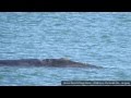 Ballena Franca Austral - Ballenato - Punta del Este - 18/08/13