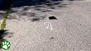 Couple sees tiny black spot in the middle of the road