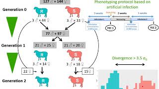 Genetic resistance to a gastro intestinal parasite in young sheep weakly effective during peripartum