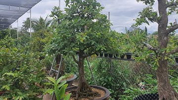 Cúc Tư long ghép gốc tứ quí giao lưu ạ...0379640642...30/8..