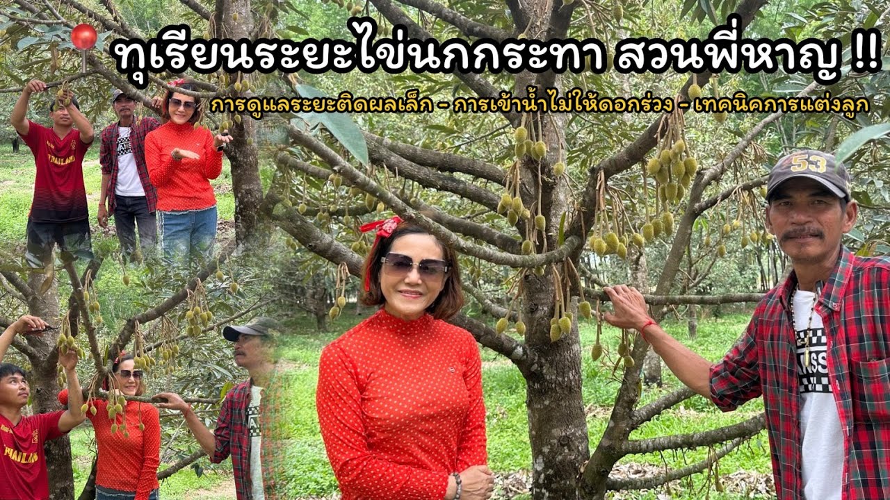 ทุเรียนระยะไข่นกกระทา สวนพี่หาญ [EP.7]