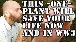 This One Plant Will Save Your Life Now And During World War 3