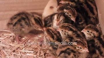 Cutest little new-born Quail chicks huddle together for warmth under their brooder lamp