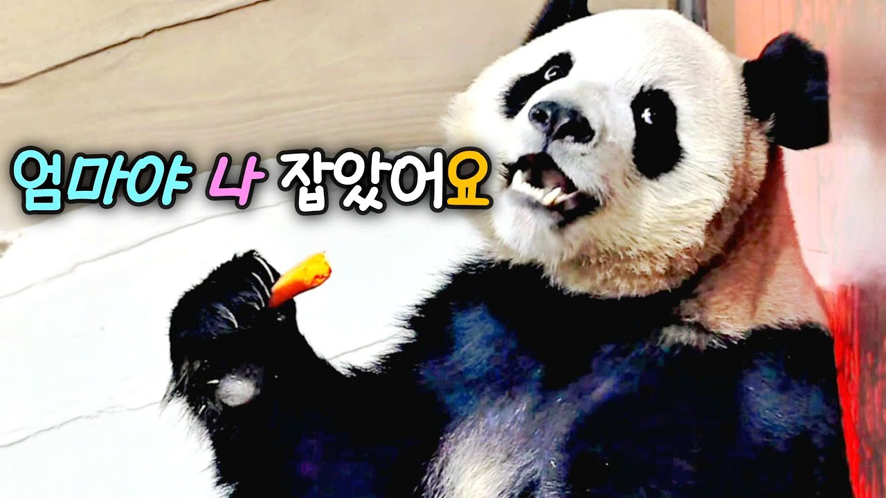 당근을 발견하지 못하는 루이바오 보다 관람하는 돌맹이들 더 난리 났다