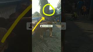 Penampakan Malaikat Di Masjid