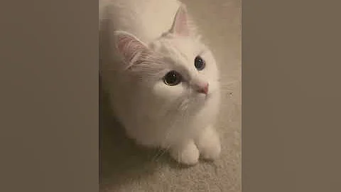 Watch the video about Cute Siberian cat making chattering sound