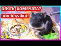 ЗООПОКУПКИ / КАК ПОЖИВАЮТ Орешкины Орешки)) / Что нового у Хомки ПЕПСИ / Alisa Easy Pets