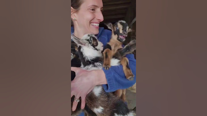 Silly baby goat #funny #funnyanimls #funnyanimal #funnyshorts #pets #animals #cute #fyp #goat