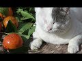 元野良猫タマの歴史とお知らせ　A black and white cat