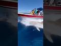 Dolphin Escapes Shark by Jumping Onto a Boat! 😱🐬🦈