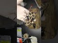 愛しすぎて攻撃的なオスは縛るとおとなしくなる　　【ギラファノコギリクワガタ112ｍｍ】