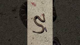 Rattlesnake bites it’s headless body. screenshot 4