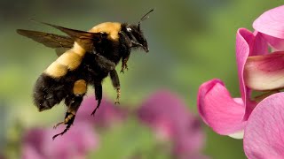 Stokowski conducts &quot;The Flight of the Bumble-bee&quot; at the age of 94!