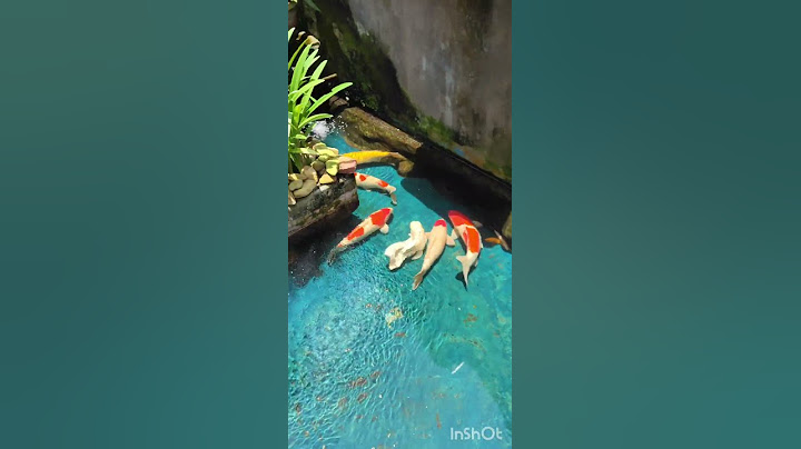 simple setup pond koi fishes 🐟