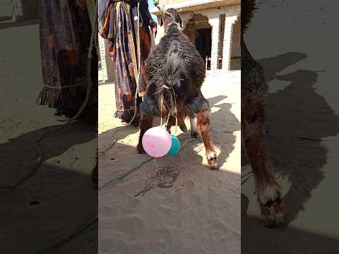 بالون ي قد م مكافأة لمعزة في ثارباركار الجميلة انظروا ماذا حدث