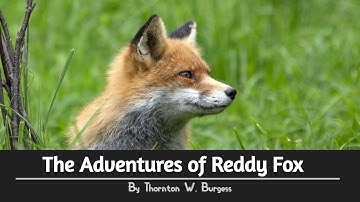 The Adventures of Reddy Fox: A Free Full Audio book