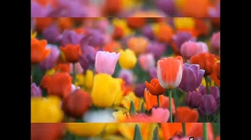 تلاوة طييبة من القارئ/لقمان __حميش حفظه الله