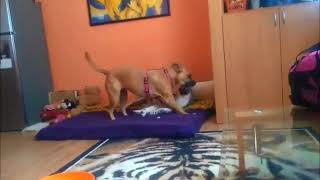 CS Wolfdog playing with AMstaff x German Shepherd indoors