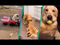 Funny dogs and their toys compilation  playful dogs 2023