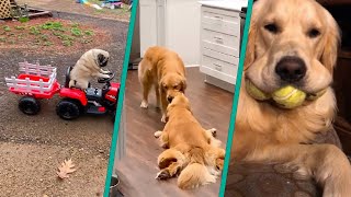 Funny Dogs And Their Toys Compilation | Playful Dogs 2023