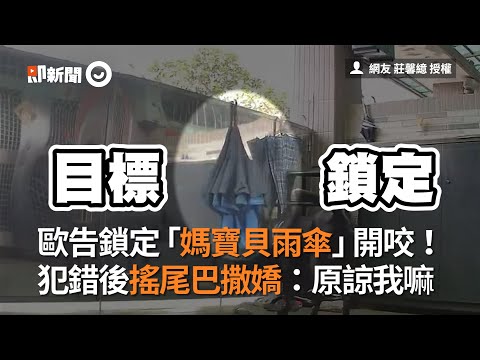 歐告鎖定「媽寶貝雨傘」開咬！事後搖尾撒嬌：原諒我嘛｜寵物｜黑狗｜惡作劇
