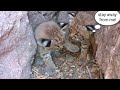 Tucson&#39;s famous baby bobcats