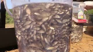 Boludaki Balık Üretim Tesisi Popülasyonu Artırıyor