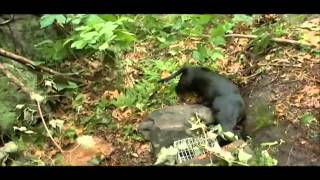 dachshund 101 by Puppies inchennai 61,472 views 12 years ago 4 minutes, 38 seconds
