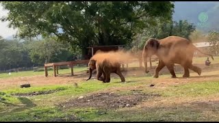 Baby Elephant Calls For Her Herd! - ElephantNews Resimi