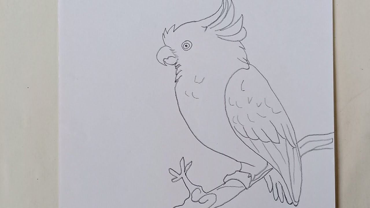 How To Draw A Cockatoo Bird Step By Step Easy Drawing Cockatoo Bird Drawing 7arts Youtube