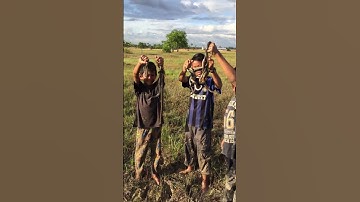 Cambodian Children-Catch Snake at the farm