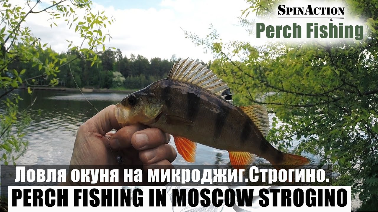 Микроджиг на оке