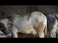 यहाँ से खरीदे देसी गाय  |  हरियाणा नस्ल की देसी गाय  |  Haryana Cow Breed