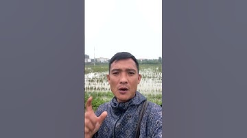 Cách Giải Độc Khi bị Ngộ Độc cua Cá #covenduongvlogs #caycomui #caybuttre #câythuốcquý