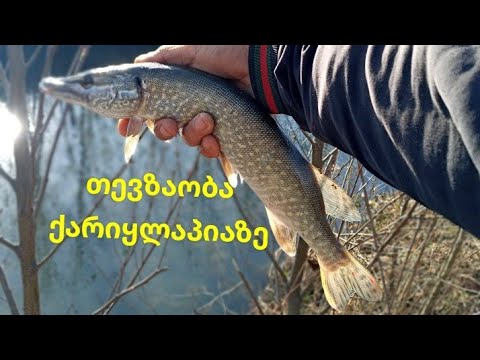 Თევზაობა ქარიყლაპიაზე (პატარა მონსტრები) \\ Pike Fishing (Baby Monster)