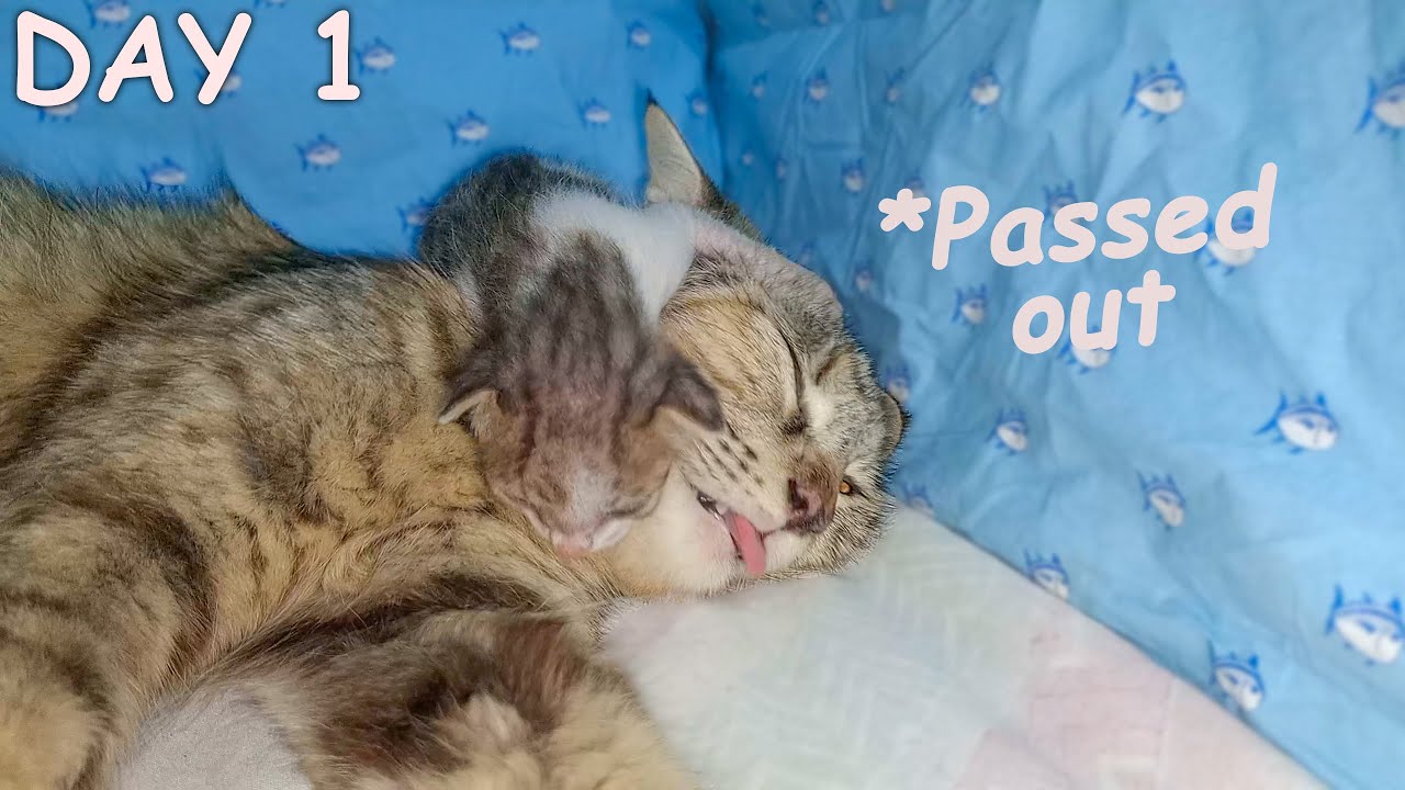 Tired Foster Mom Cat Nurses Four Kittens and One Adopted Orphan 😿 ~ The Poor Kitten Rescue