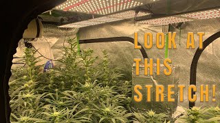 Growing with You | Week 13 | The stretch won't stop and our colas fill out!