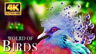 The World of BIRDS in 4K  The Healing Power Of Bird Sounds | Scenic Relaxation Film