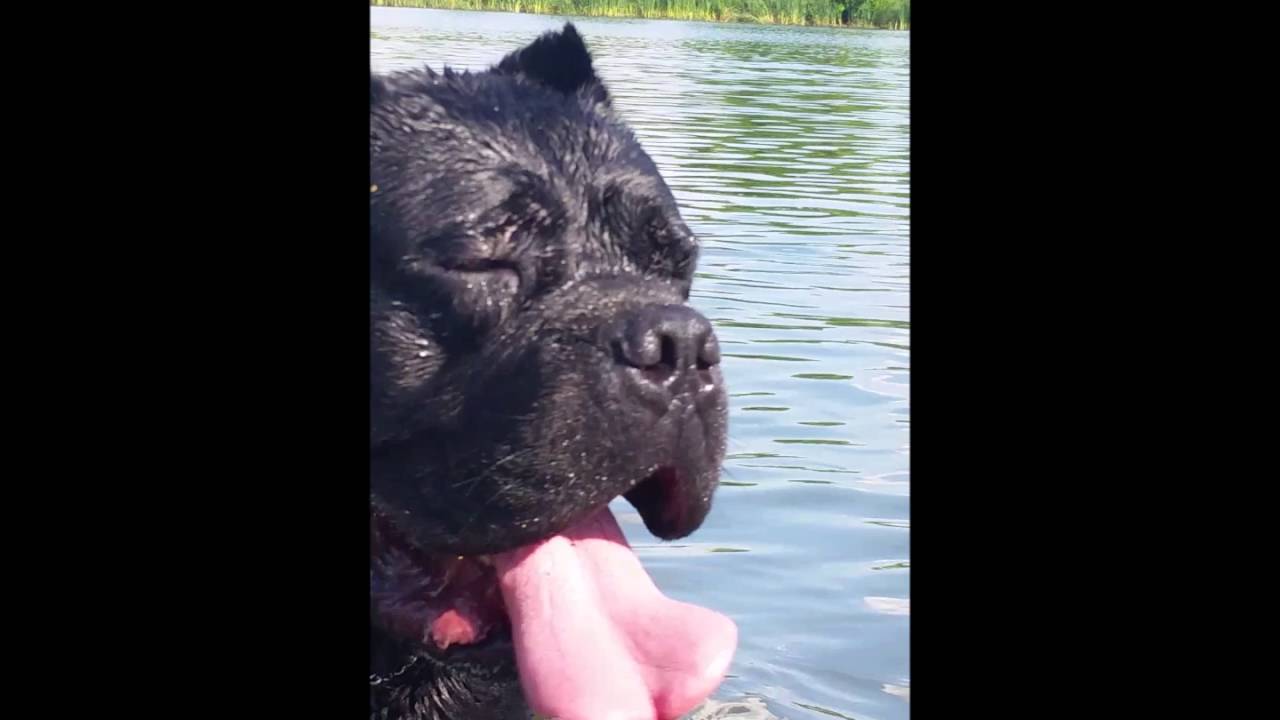 illinois university CANE CORSO DIVING