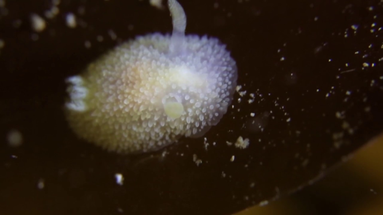 Skønneste nøgensnegl – Acanthodoris pilosa