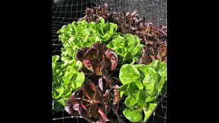 Container Gardening Basics